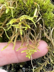 Calliergonella cuspidata