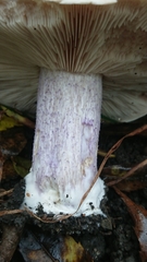 Lepista personata