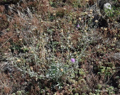 Centaurea sarandinakiae