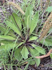 Plantago debilis