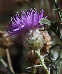 Centaurea sarandinakiae