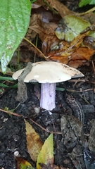 Lepista personata
