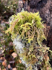 Calliergonella cuspidata