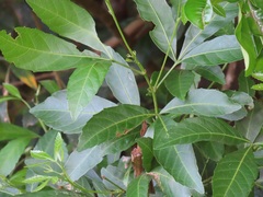 Allophylus natalensis