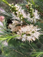 Melaleuca armillaris