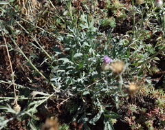 Centaurea sarandinakiae