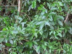 Allophylus natalensis