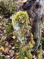 Calliergonella cuspidata