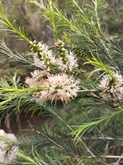 Melaleuca armillaris