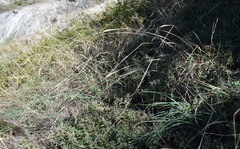 Piptatherum holciforme