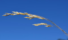 Piptatherum holciforme