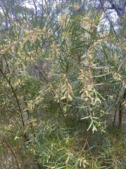 Acacia floribunda