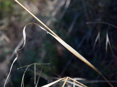 Piptatherum holciforme