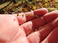 Carex rosea