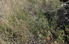 Asparagus verticillatus