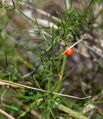 Asparagus verticillatus