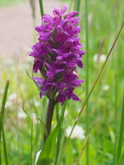 Dactylorhiza purpurella