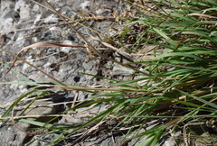 Poa trivialis sylvicola