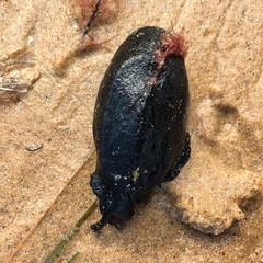Scutus antipodes