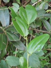 Smilax anceps