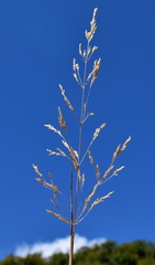 Poa trivialis sylvicola