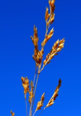 Poa trivialis sylvicola