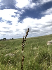 Eragrostis capensis