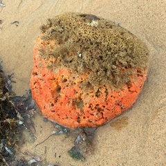 Clathria