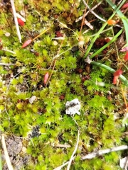 Funaria hygrometrica