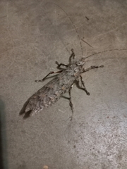 Cymatomera denticollis