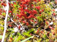 Funaria hygrometrica