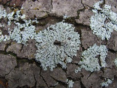 Physcia dimidiata