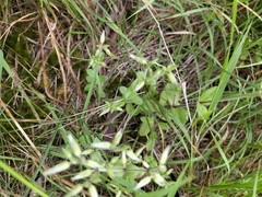 Cerastium glomeratum