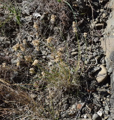 Allium marschalianum