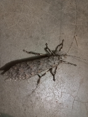 Cymatomera denticollis