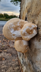 Hypsizygus