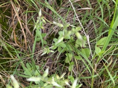 Cerastium glomeratum