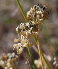 Allium marschalianum