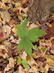 Anemone virginiana