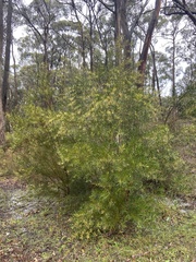 Acacia floribunda