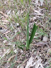 Dianella amoena