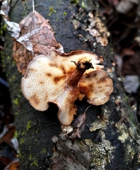 Lentinus brumalis
