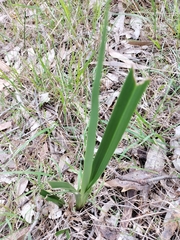 Dianella amoena
