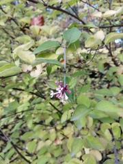 Syringa meyeri