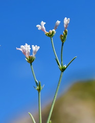 Asperula