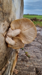 Hypsizygus