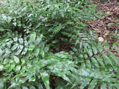 Asplenium oblongifolium