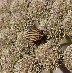 Graphosoma semipunctatum