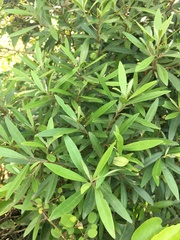 Buddleja saligna