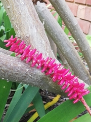 Aechmea gamosepala